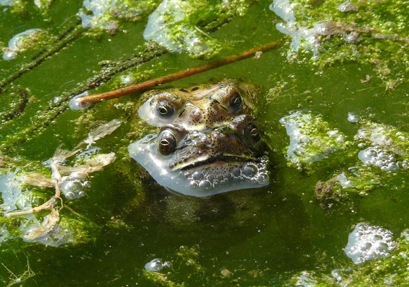 Lodhi Garden -  Slimy Toads