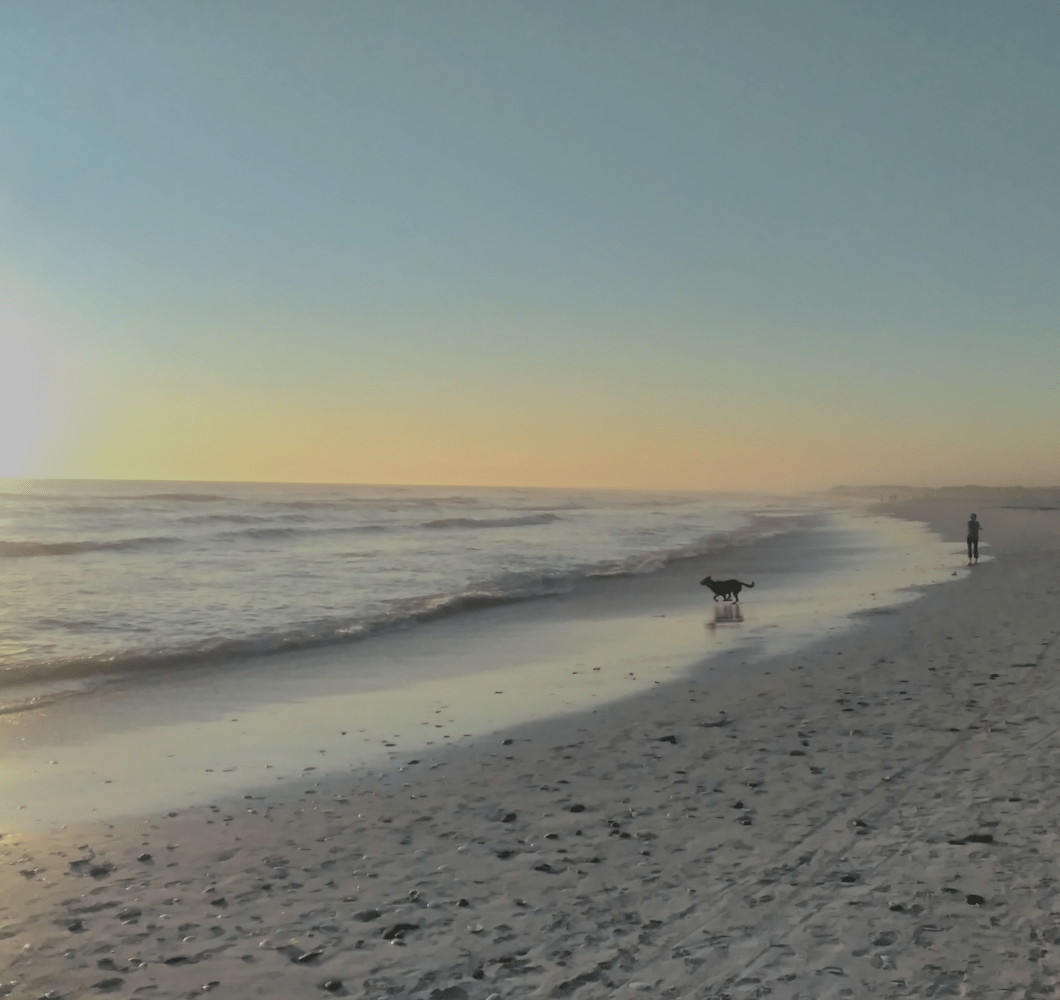 dog on beach crop 1
